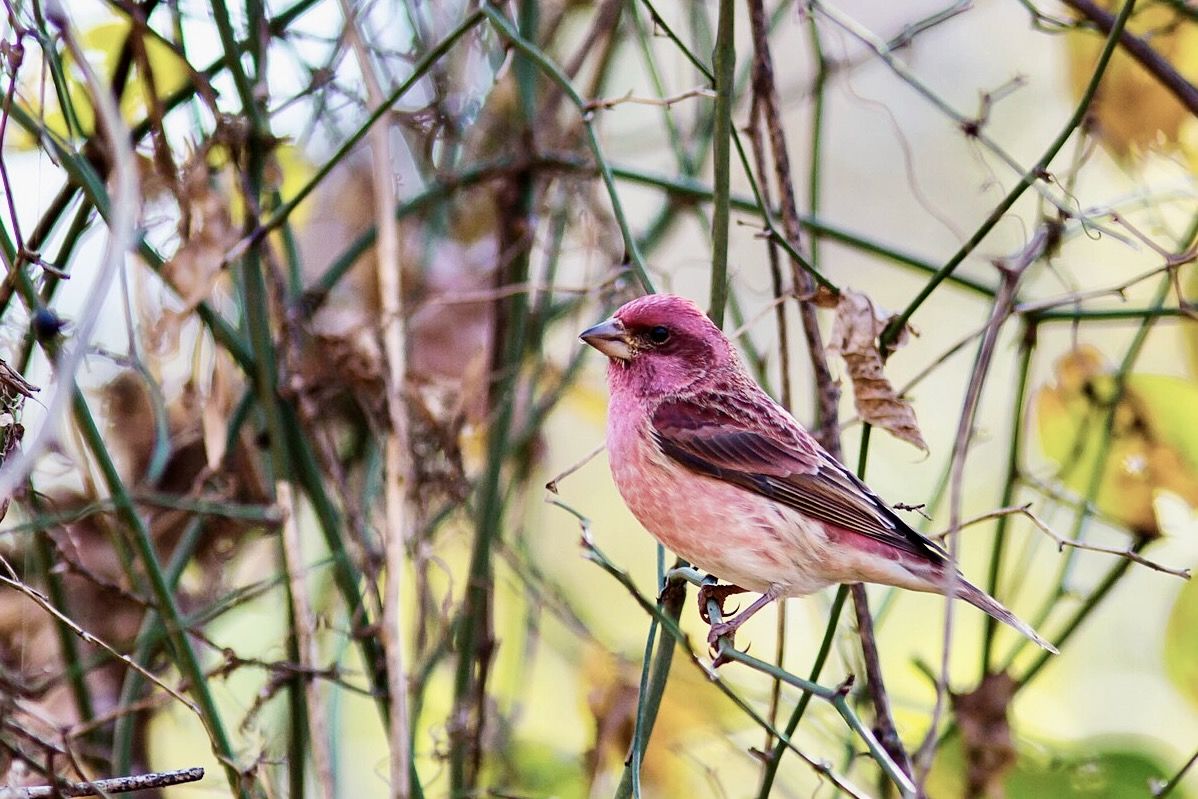 Purple Finch by Melissa McMasters is licensed under CC BY-SA 2.0.